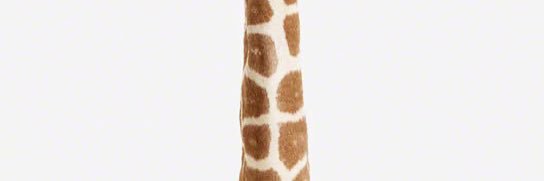 giraffe 的个人资料封面
