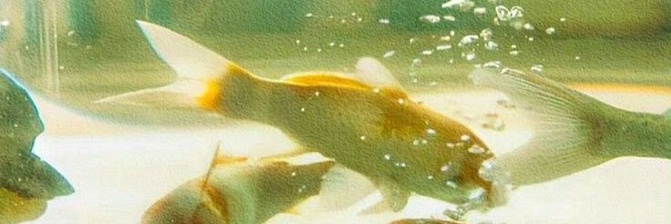 ciyo banner