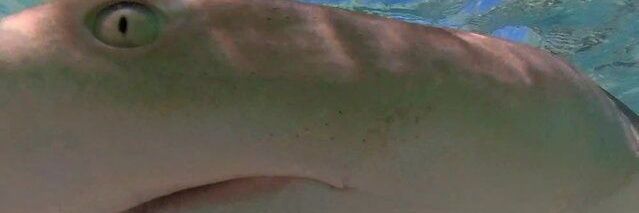 BerriBites🍓🦈VT(Pre-debut)♡○°•○°•○♡ banner