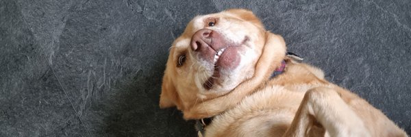 PerksJFP Profile Banner
