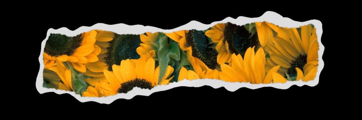 Opall_Pall's profile banner image