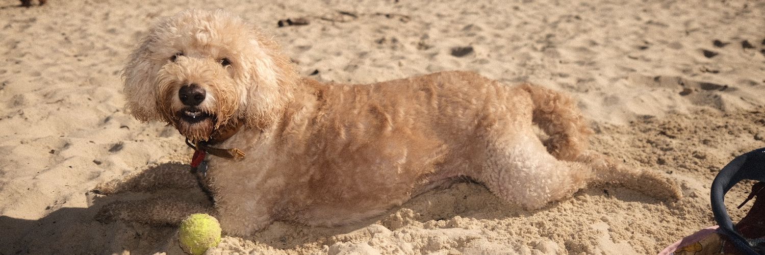 Jay Wennington banner