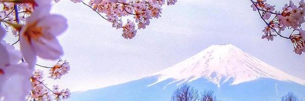 sofialille's profile banner image