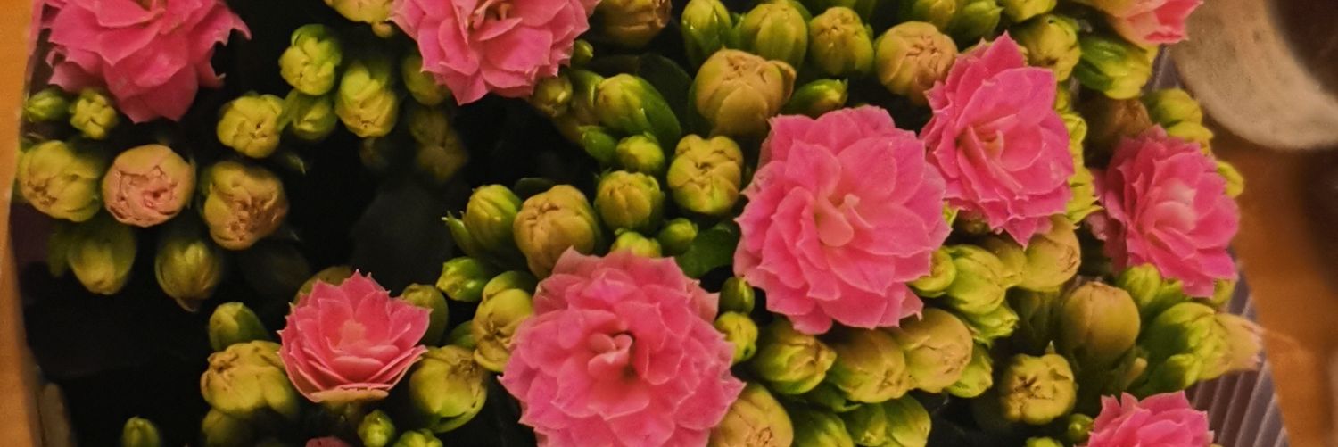 ToddyPeters's profile banner image