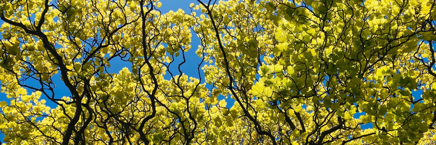 Shona Thomson banner