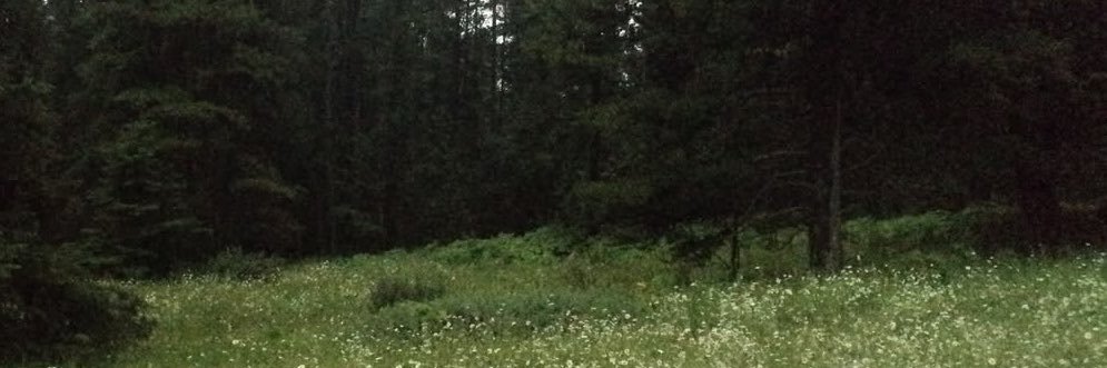 Woodland Corner. banner