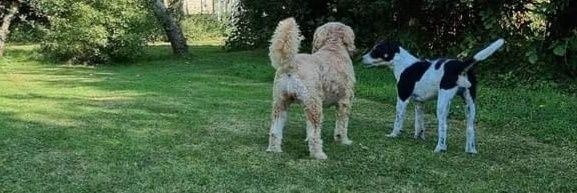 Jo Scofield 🇺🇦 banner