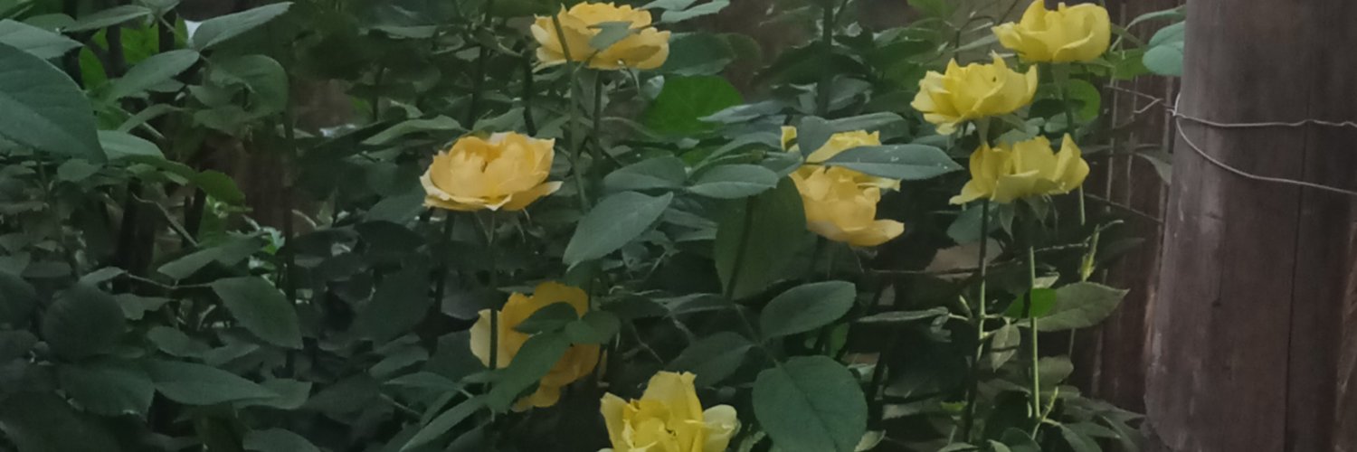 anonymous4ub's profile banner image