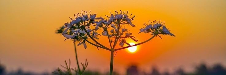 Nature Animals 🌳 banner
