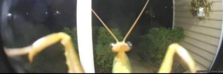 PanicDragon🔞 banner