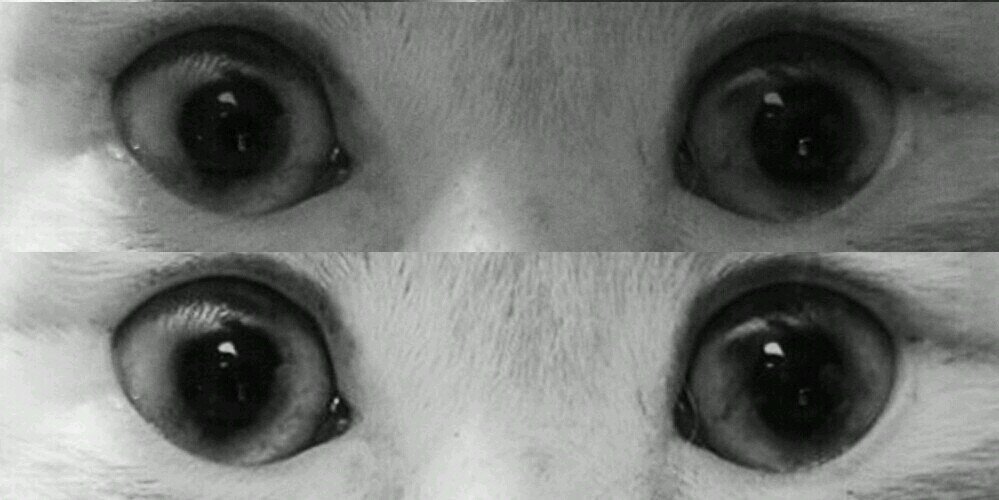 Elisabeth Watson banner