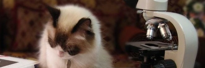 بلک کَت banner