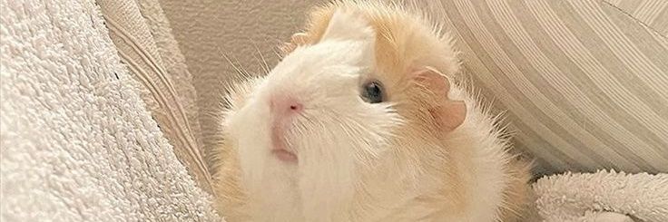 Hannah⁷ banner