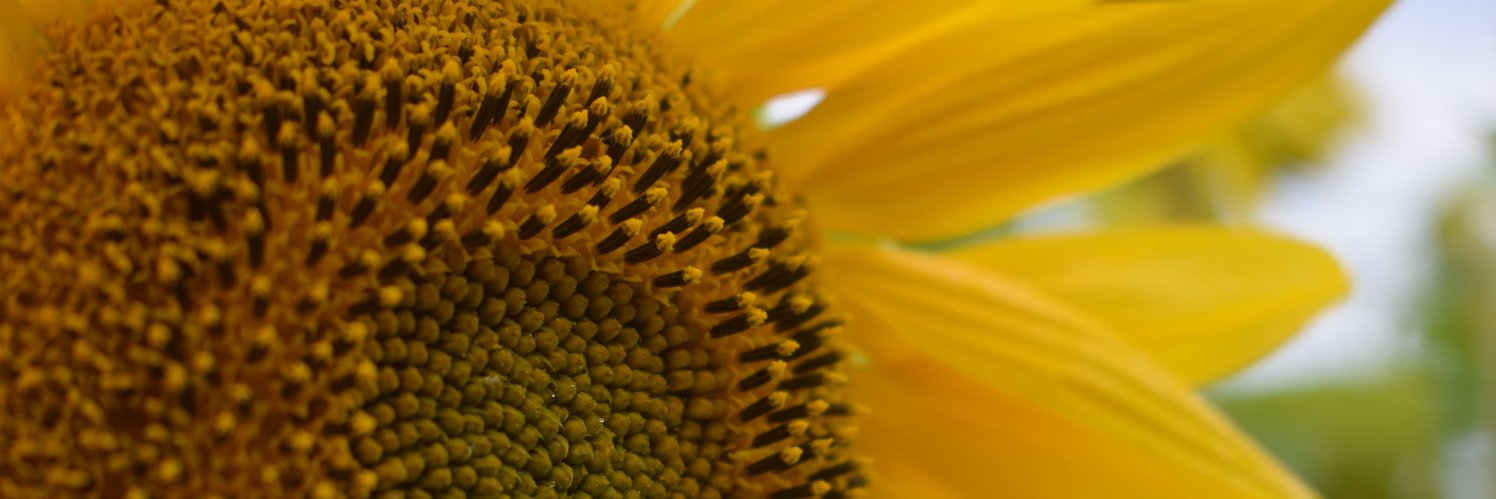 Solarune's profile banner image