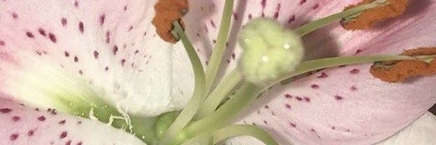 Stella. banner