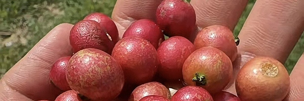 JellySanny's profile banner image