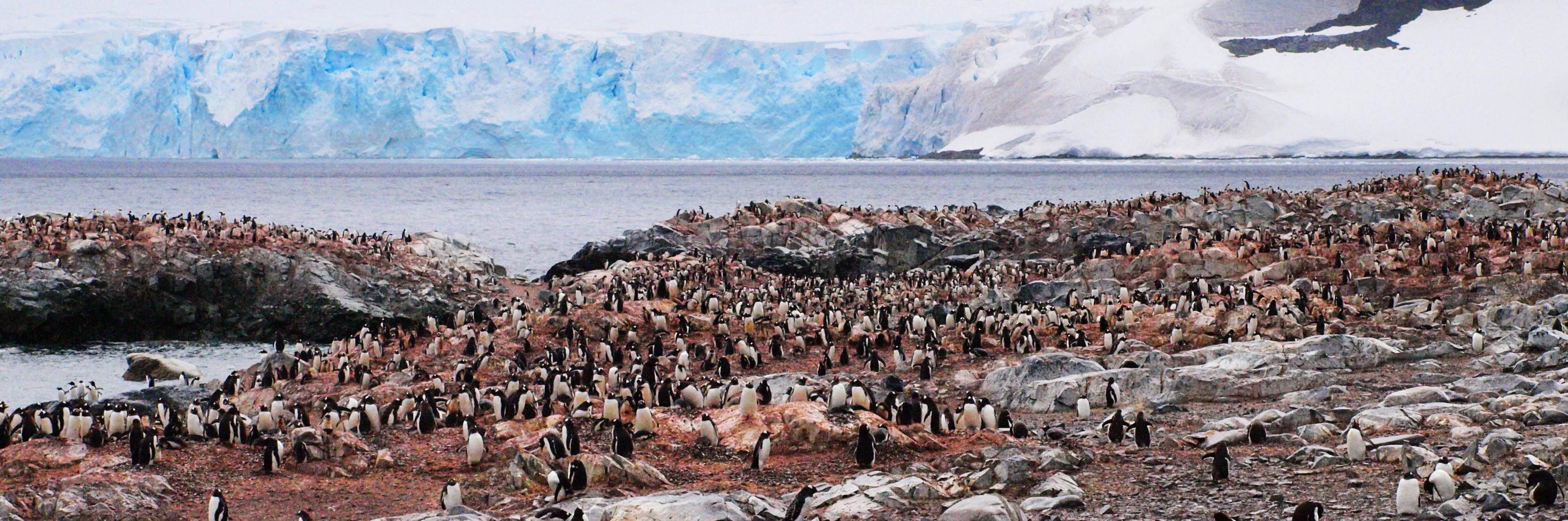 penguinpics's profile banner image