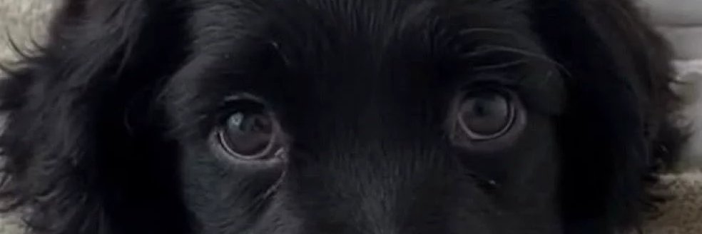 pet das bets banner