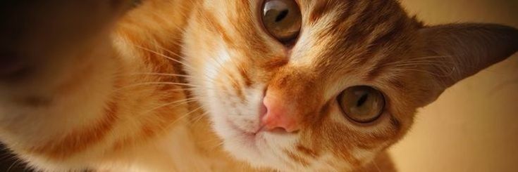 loucaemaluca_'s profile banner image