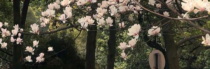girlfromth3moon's profile banner image