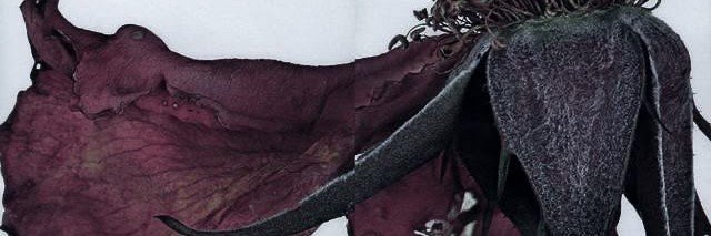 itreecat's profile banner image