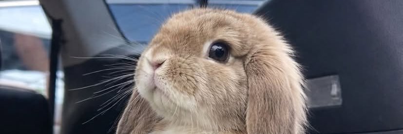 lyssa 🐇🐇🐇 banner