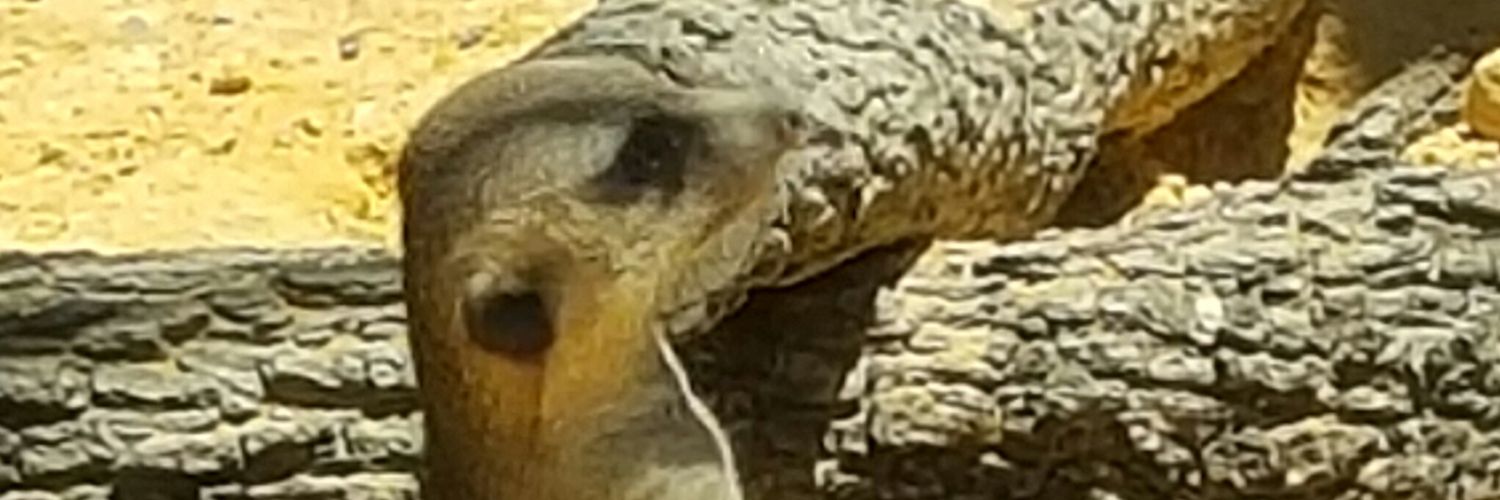 Carolyn Tackett banner