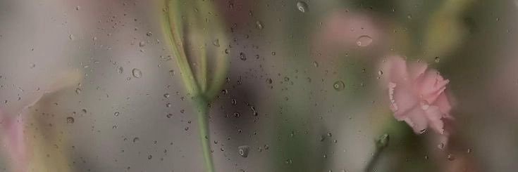 lily banner