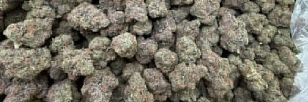 Stonersplug2's profile banner image