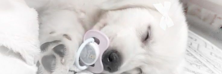 ⁰ᨵᩥ⁰ ּ zᥲყძᥱᥒ ⑅ִ۫ 𓈃 banner