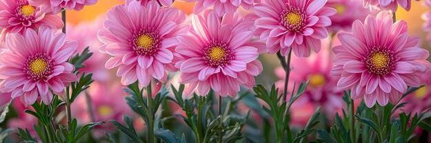 Victoria Cruz 💋🌼🌺🩵👉👌 banner