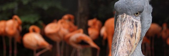 ga_no's profile banner image