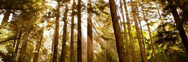 Petfiji Profile Banner