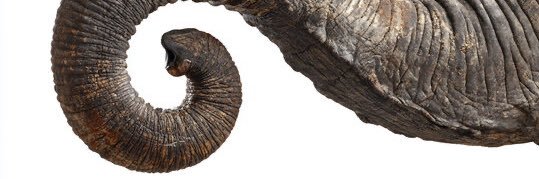 elephant banner