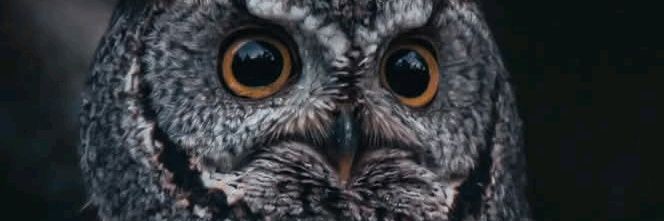 koitha238's profile banner image