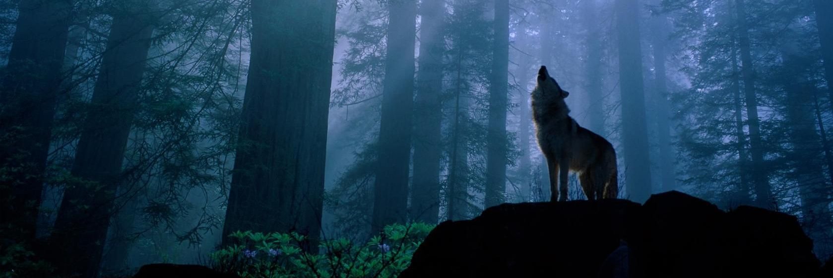 TimberW0lf13's profile banner image