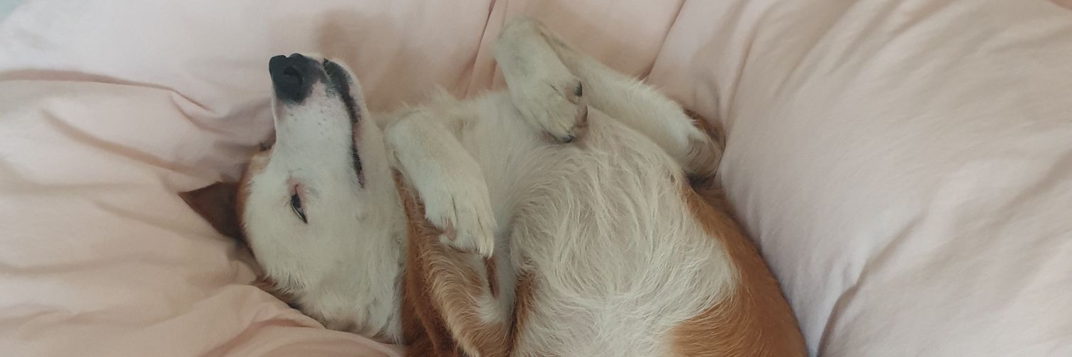 former mum and dad landlord banner