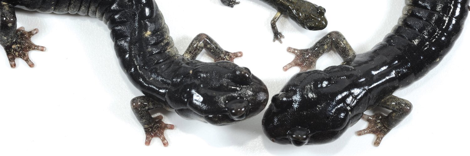 AmphibiaWeb- we're on @amphibiaweb.bsky.social banner