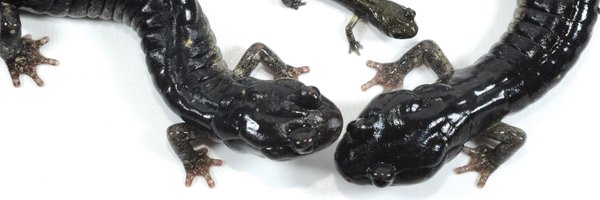 AmphibiaWeb Profile Banner