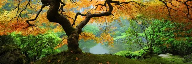 Unity 🇿🇦 banner