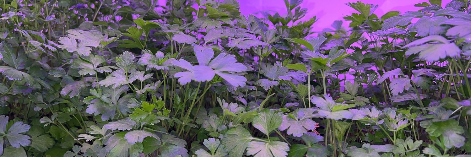 Rhys Richardson banner