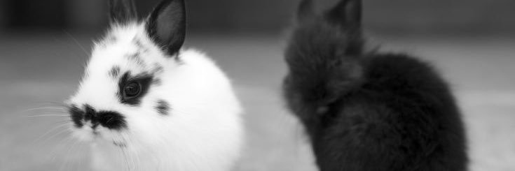 zombie 🐇 banner