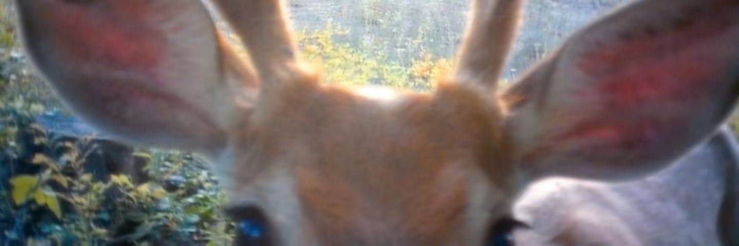 zli44124's profile banner image