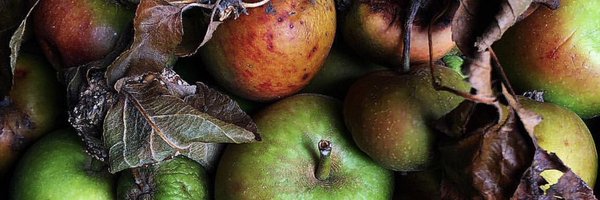 Local360Seattle Profile Banner