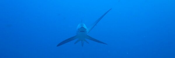 ecorkill Profile Banner