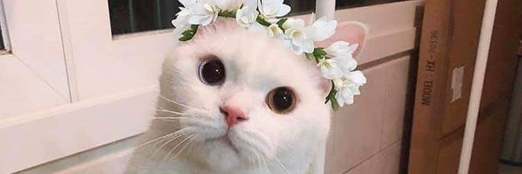 Nicole Fernanda banner