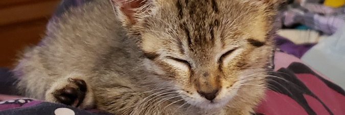 mscaptmarv's profile banner image