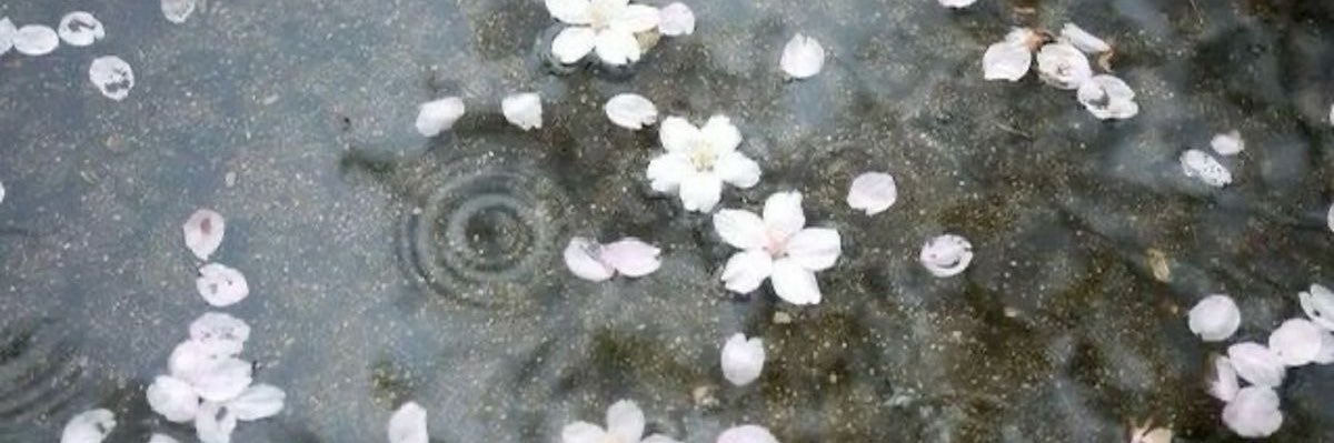 Simnini ૮ ․ ․ ྀིა ascending w/ curiosity? banner
