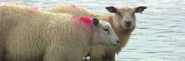 WaterSheep PR Team banner