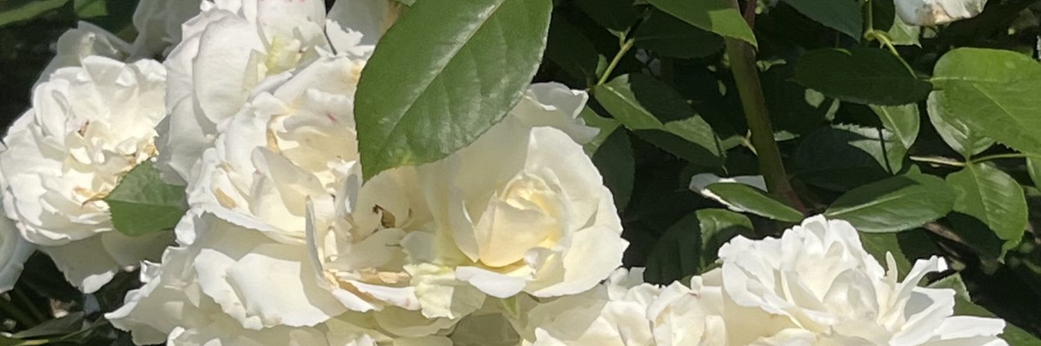らて banner
